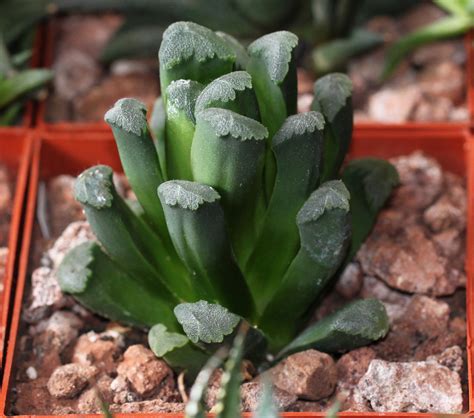 Maughanii (this plant comes in a 3.5 pot. Haworthia truncata var. maughanii (hybrid) | 2014-02 [10 ...