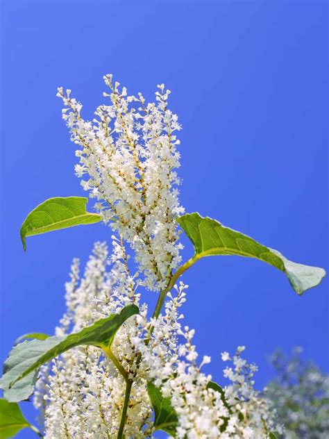 It grows to heights of , and the roots can be twice that deep. Japanese Knotweed Legislation Guidance