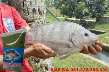 Cara memancing ikan nila dengan cepat. Umpan Pelet Serbuk Paling Bagus Untuk Ikan Nila ~ Toko ...