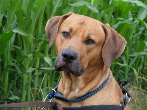 This hybrid dog also loves to goof around its owners and make them laugh, making it a lovable companion and a. rhodesian ridgeback mix | Mixed breed dogs, Rhodesian ...