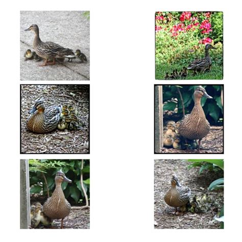 Sacred hearts animal clinic, kuala selangor, selangor, מלזיה 4.5. Pin by Springfield OP on Animals | Outdoor decor, Bird ...