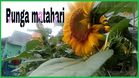 Nama ilmiah bunga matahari adalah helianthus annuus l. Bunga matahari di kota - YouTube