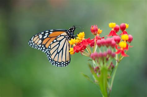 Butterfly landing on a flower HD Wallpaper | Background ... If you learn how to draw a butterfly, you have the perfect place to practice your symmetrical drawing.