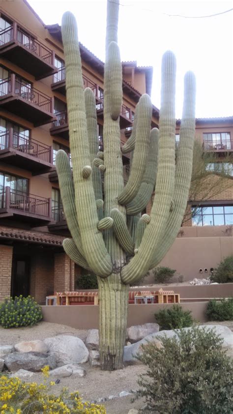 Compare cactus thorn to other items. Ever Ready: Gumby and friends with some cactus humor.