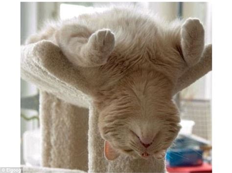 No two cats are the same, so these are not universal, but in general they hold true. Adorable pictures of cats sleeping in awkward positions ...