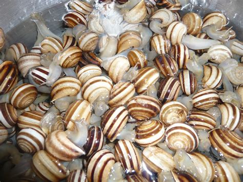 Comprar caracoles , caracoles vivos,caracoles cocinados y recetas en la tienda online caracoles. #Trucos de #cocina: Cómo lavar #caracoles. How to clean # ...