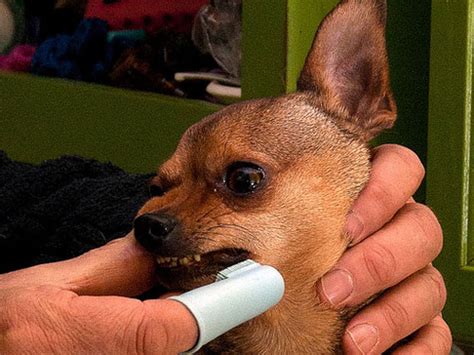 3 Simple Ways To Keep Your Miniature Pinscher's Teeth Clean