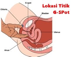 Tidak mungkin sekali bertemu seorang pria langsung paham titik g spot wanita itu dimana. Misteri Titik G-Spot Wanita dan Ejakulasi Squirt Perempuan