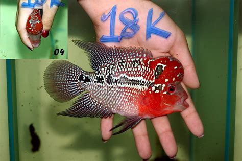 Super nice SRD for sale - www.thaiFH.com | Beautiful fish, Fish for sale, Freshwater aquarium fish