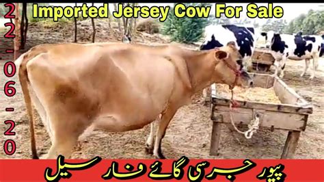 Cows can be sold for a flat price for the cow or based on the weight of the cow. Pure Jersey Cow For Sale in Pakistan on YouTube | Imported ...