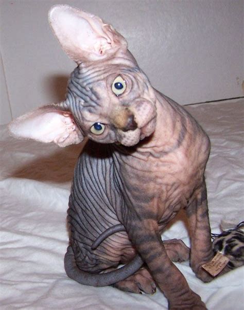 I reserve the right to refuse the sale of a kitten. sphynx cats for adoption | Home - Sphynx Kittens for ...