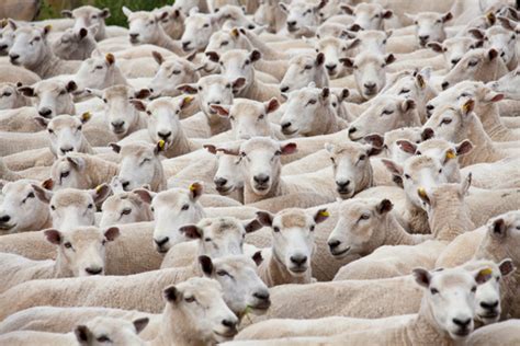 A group of sheep can be called a flock, herd, or drove. Functionalism As A Link Building Approach