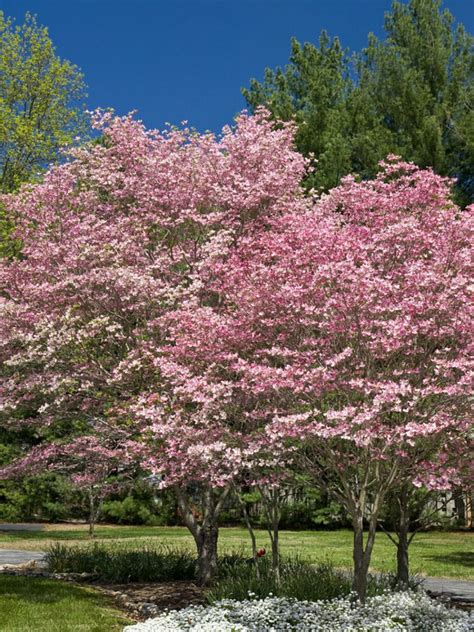 Solar micro led string light with 100 blue and white alternating leds. Disease-Resistant Dogwoods | HGTV