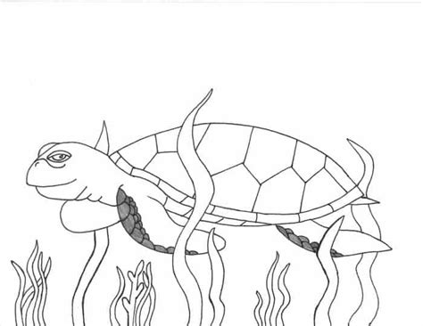 Jun 13, 2015 · here, the collection of sea turtle coloring pages includes ten printable pages featuring different varieties of sea turtle like green, loggerhead, hawksbill, and baby sea turtles, each of which can be colored uniquely. Coloring Pages Realistic Sea Turtle | Animal coloring ...