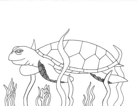 Free download 55 best quality sea turtle drawing color at getdrawings. Coloring Pages Realistic Sea Turtle | Animal coloring ...