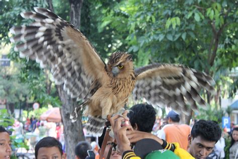 Riky santoso (photographer) teknik pengambilan gambar adalah teknik untuk memilih luas area pada frame foto. Ini 10 Fakta Menarik tentang Burung Hantu | Leuser ...