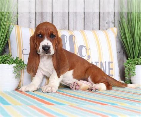Finding basset hound puppies in ohio is not only possible but easy. View Ad: Basset Hound Puppy for Sale near Ohio, MOUNT VERNON, USA. ADN-141488