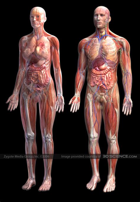 Abstract men and women living in new zealand and. 3D Human Anatomy - 3D Female and Male Anatomy : 3DScience.com