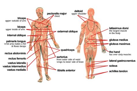 The muscular system is an organ system consisting of skeletal, smooth and cardiac muscles. Muscles in the body — Science Learning Hub