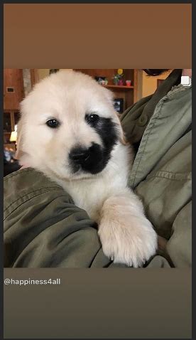 In den folgenden 20 jahren wurden die. Ist das ein Golden Retriever oder Labrador? (Hund ...