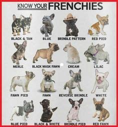 Did you scroll all this way to get facts about french bulldog chart? Pin by camron priest on Art | Drawings, Dogs, French bulldog