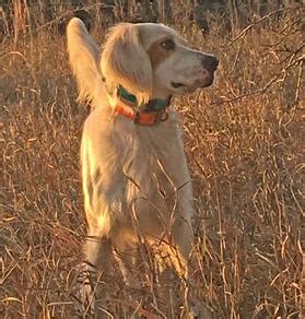 Browse thru our id verified puppy for sale listings to find your perfect puppy in your area. English Setter puppies for sale