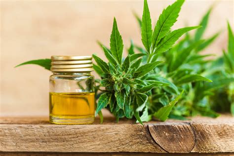 This is a question many beginners ask and that is difficult to answer, since cbd oil is complex and affects each person related articles: CBD Oil For Gout: Does It Really Works | How To Cure