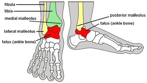 Leg lumps can be caused by any number of conditions, including infections, inflammation, tumors and trauma. Broken Ankle: Types of Fractures, Diagnosis & Treatments ...