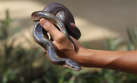 Super arctic 50% het lavender western hognose. How Much Do Snakes Cost? Here's What the Pet Stores WON'T ...