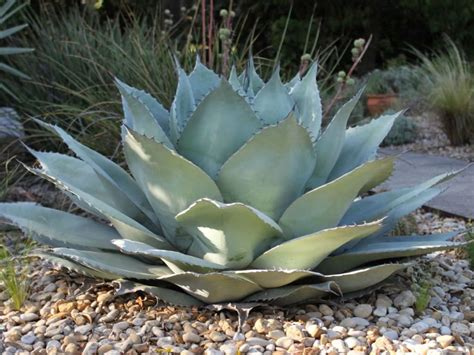 The rosette grows up to 5 feet (1.5 m) tall and up to 6 feet (1.8 m) in diameter. Agave ovatifolia (Whale's Tongue Agave) | World of ...