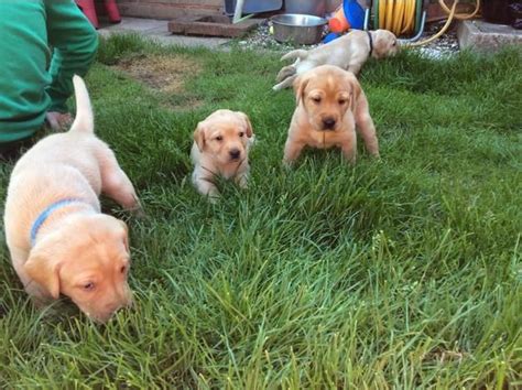 Second litter for our lovely lili and her stunning beau, spiro. Labrador Retriever Puppies For Sale | Pittsburgh, PA #244840