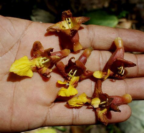 Gambhari (gmelina arborea) is a known bitter tonic and its fruits as general tonic in weakness. Gmelina arborea Roxb. | RIUM, WP Kuala Lumpur, Malaysia ...