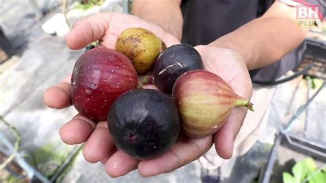 Maybe you would like to learn more about one of these? Gambar Pohon Buah Tin Dan Zaitun | Seputar Buah