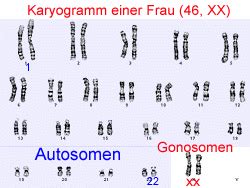 Das gleiche gilt für die beiden geschlechtschromosomen: Lernkartei CUB 9 SS14 Vererbungslehre