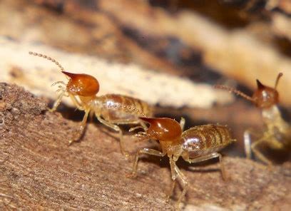 If you would like to know more about our pest and termite control services and prices, please contact us by phone at 1300 307 576 or fill this online contact form. Best Termite Control Melbourne | Pest Control Team ...