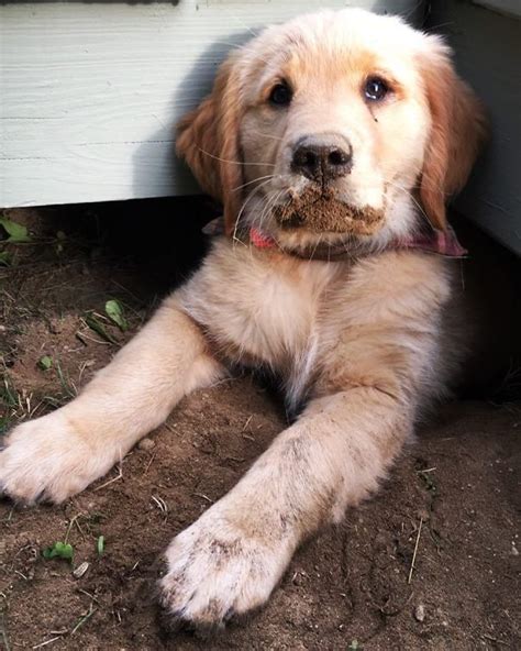 Welcome and thank you for visiting us! 210 Times Golden Retriever Puppies Were The Purest Thing ...