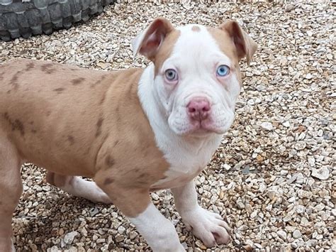 The cheapest offer starts at £200. Alapaha Blue Blood Bulldog Puppies For Sale | Chicago, IL ...