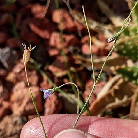 List of vascular plants of norfolk island. Sprawling Bluebell (Wahlenbergia gracilis) - Weeds of ...