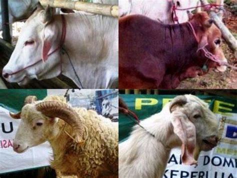 Gambar ivanildosantos gambar kartun kambing lucu di rebanas rebanas via rebanas.com. Gambar Hewan Kambing Lucu - Gambar Hewan