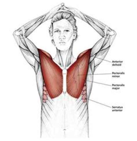 Learn about each muscle, their locations & functional anatomy. Chest Muscles Diagram | anatomy | Shoulder muscle anatomy, Shoulder anatomy, Neck muscle anatomy