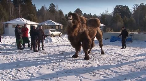 Camels have two hoofed toes on each foot, under which a leathery pad links the two toes. Siberian Shamans Revive Ancient Camel-Burning Rite 'to ...