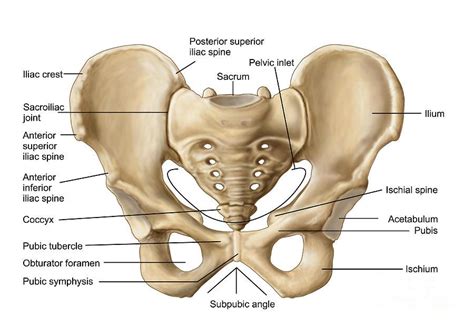 The lateral superficial muscles, the transversus and external and internal oblique muscles, originate on the rib cage and on the pelvis (iliac crest and inguinal ligament) and are attached to the anterior and posterior layers of the sheath of the rectus. Pin by Catherine Chambers Physiothera on Anatomy | Anatomy ...