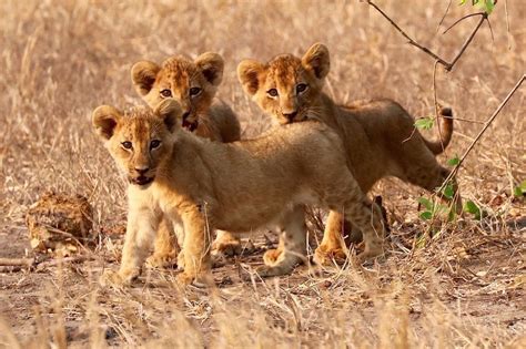 Mozambique expels british journalist covering insurgency. Gorongosa National Park - Mozambique | PANGEA Travel