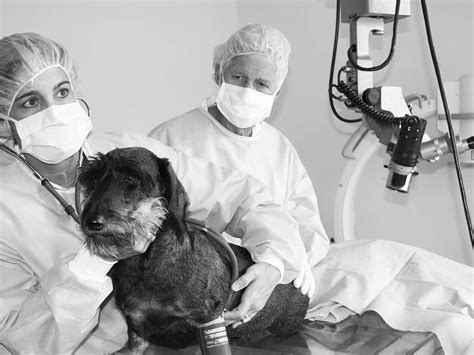 Maybe you would like to learn more about one of these? Eye Clinic For Animals - Vet - 57-63 Herbert St - Artarmon