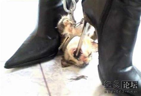 Thumbs up and added to my favorites; Kitten Killed By High Heels | Tsaa Heel