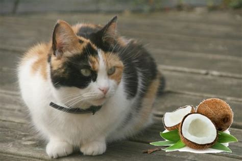 Pet owners who give their cats coconut oil are doing their feline friends a favor, provided they apply or give coconut oil in a healthy amount, and consider other. Coconut Oil for Cats: Superfood, or a Bad Idea? - The ...