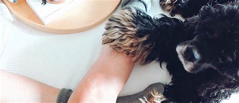 Hunde sofaschutz decke dakota wildlederimitat 145x100 cm braun hund auf dem sofa? Darf ein Hund auf das Sofa oder in das Bett? | tierisch wohnen