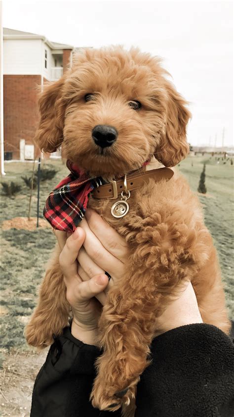 English goldendoodle color varieties teddybear goldendoodles. 31 Cute Goldendoodle Puppies That Will Take Your Breath ...