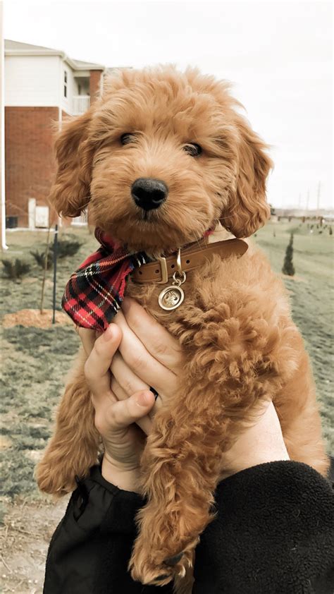 Since we aren't a puppy mill, the only. 31 Cute Goldendoodle Puppies That Will Take Your Breath ...