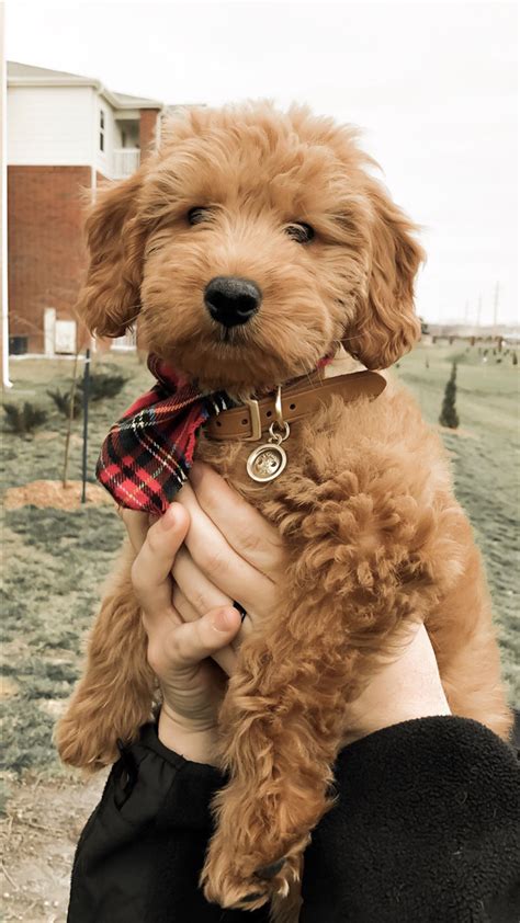 Since we aren't a puppy mill, the only. 31 Cute Goldendoodle Puppies That Will Take Your Breath ...